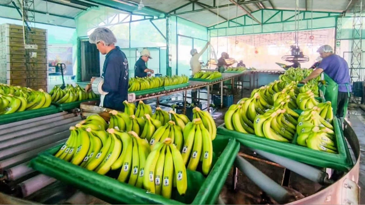 Peru’s Golden Harvest: First Shipment of Bananas to China Marks a New Era for Northern Agri-Export