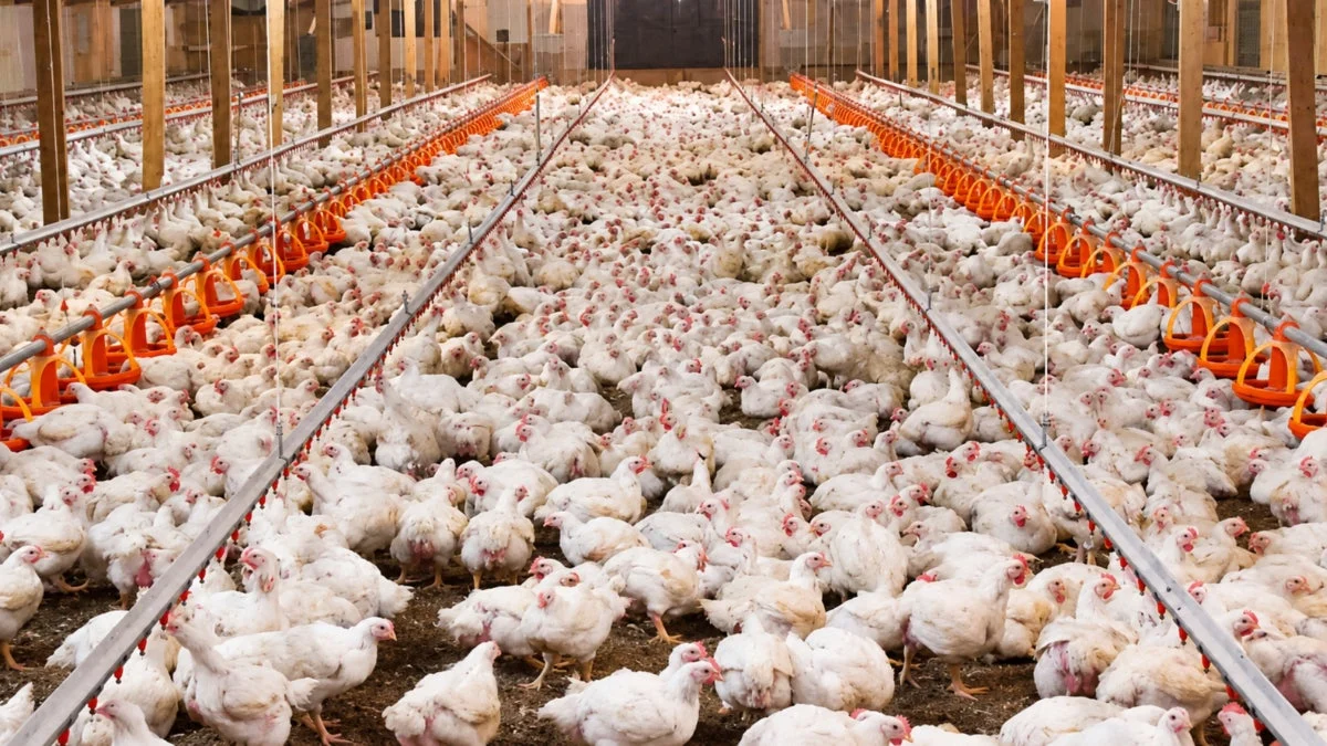 Peru Secures Status as Nation Free of Highly Pathogenic Avian Influenza: A Boost for National Food Security